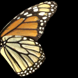 ButterflyWing