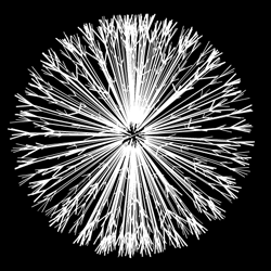 dandelion